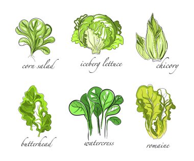 Corn, Iceberg Marul, Chicory, Watercress ve Romaine Vector Set 'li yeşil salata sebzeleri. Organik Sağlıklı Yemek Malzemeleri