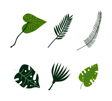 Egzotik Flora ve Yeşillik Vektörü olarak Tropikal Yeşil Yaprak Kökü. Orman Botanik ve Doğa Kavramı