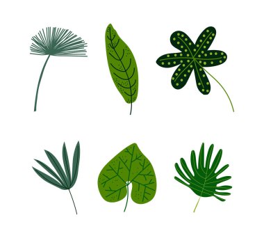 Egzotik Flora ve Yeşillik Vektörü olarak Tropikal Yeşil Yaprak Kökü. Orman Botanik ve Doğa Kavramı