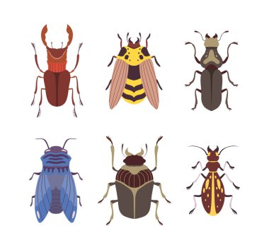 Beetles and Bugs as Winged Crawling and Creeping Insect Vector Set. Coleoptera Species and Fauna clipart