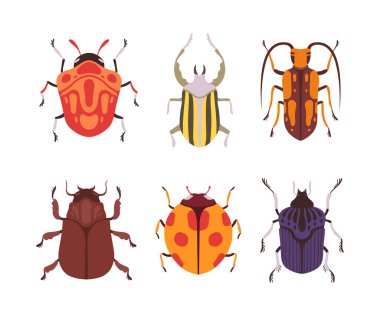 Böcekler ve Böcekler sürünen ve sürünen böcek vektör seti gibi. Coleoptera Tür ve Hayvanat Bahçesi