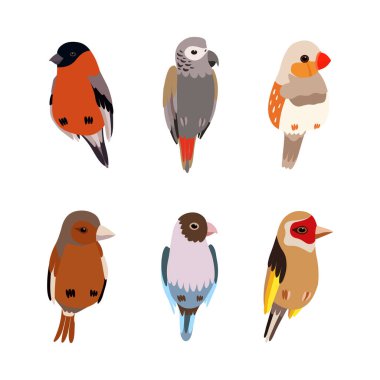 Parlak Plumage Vector Set ile Tüneyen Kuşlar Kanatlı Yaratık. Uçan Gaga Kavramlı Sıcak kanlı Ave 'ler