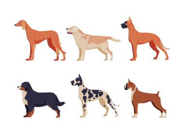 Farklı cinsten köpeklerin yan görünüşü. Safkan evcil hayvanlar beyaz üzerinde izole edilmiş vektör çizimi