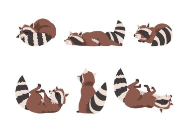 Ringed Tail in Different Poose Vector Set ile komik rakun. Şirin Burunlu Vahşi Tüylü Memeliler