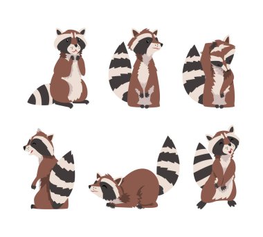 Ringed Tail in Different Poose Vector Set ile komik rakun. Şirin Burunlu Vahşi Tüylü Memeliler