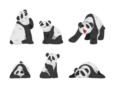 Siyah ve Beyaz Ceketli Şirin Büyük Panda Farklı Poz Vektör Seti. Vahşi Hayvan ve Asyalı Ayı Karakteri