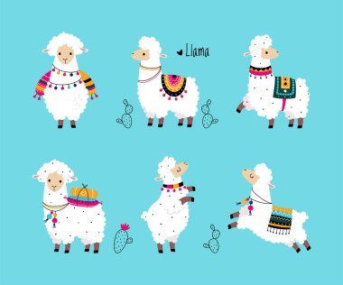 Pretty Wolly Llama ya da örgü ören örülü battaniye mavi arka plan vektör seti üzerinde farklı poz. Camelid Sürüsü Hayvan Konsepti Olarak Yumuşak Güney Memeli