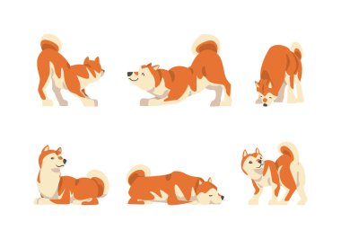 Shiba Inu as Japanese Breed of Hunting Dog with Prick Ears and Curled Tail in Different Poses Vector Set. Purebred Domestic Animal with Red Double Coat Concept clipart