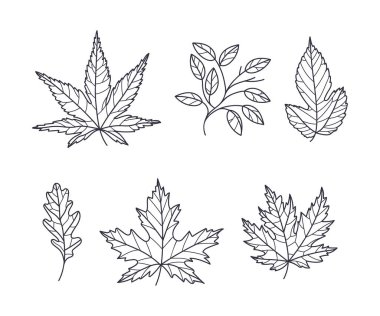 El Yazması Sonbahar Konferansı veya Taslak Vektör Seti. Renklendirme Kitabı Konsepti için Mevsimsel Botanik Element ve Yaprak Çizimi