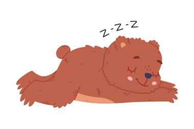 Tatlı uyuyan bebek ayı. Komik vahşi orman kahverengi hayvan karakteri çizgi film vektör çizimi beyaz üzerinde izole