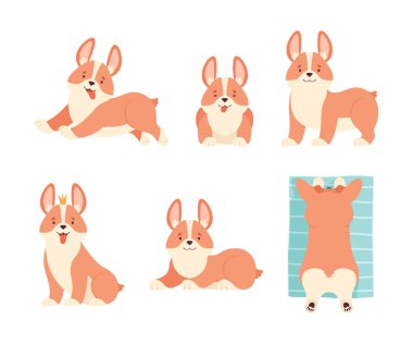 Kısa bacaklı Galli Corgi ve farklı poz vektörü setindeki kahverengi ceketli. Evcil Hayvan ve Evcil Hayvan Konsepti Olarak Safkan Oyuncu Köpek