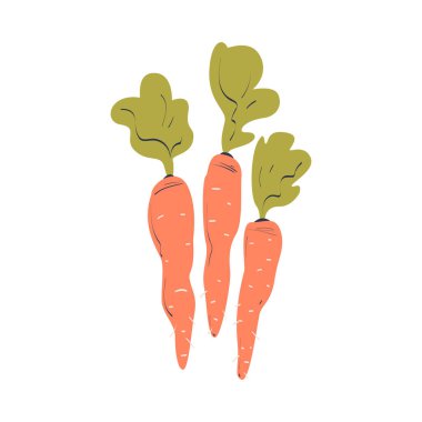 Olgun Havuç Sebzesi Mevsimlik Hasat ve Gelir Vektörü İllüstrasyonu. Eko Ürün Yetiştirme ve Yetiştirme Konsepti ile Bahçecilik ve Tarım