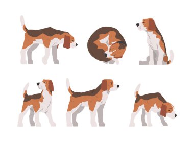 Koku Avcısı Köpek, Kahverengi İşaretli ve Büyük Kulaklı Vektör Kümesi. Av Köpeği ve Evcil Hayvan Pozu