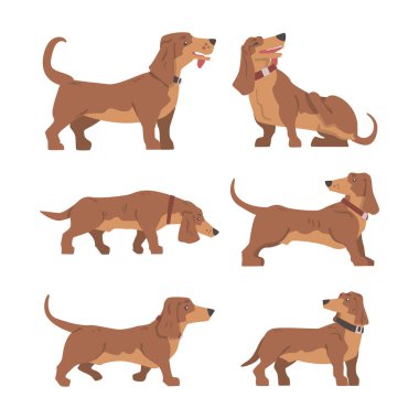 Dachshund ya da Porsuk Köpek kısa bacaklı ve uzun gövdeli yaka vektör setli av köpeği. Kahverengi Kaslı Sosis Köpeği