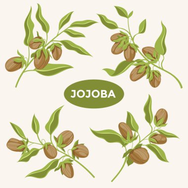 Etiket ve grafik ögesi için uygun jojoba bitkisi seti