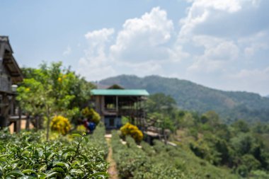 Yeşil çay bahçesindeki bir ev ve mavi gökyüzü.