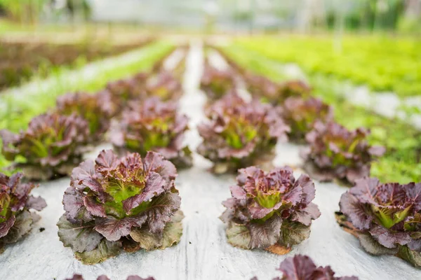 Green Organic lettuce leaves in the vegetable field, green salad plants.