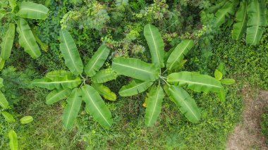 Yeşil ağaçların hava üst görünümü, doku ve arkaplan, yukarıdan görünüm.