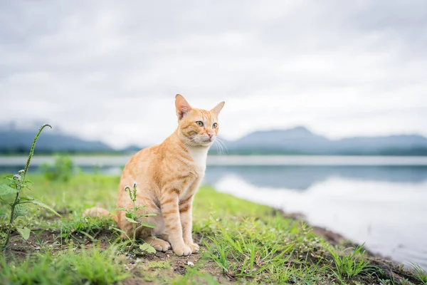 Orange cat sitting on green grass, next to the lake with mountain background.