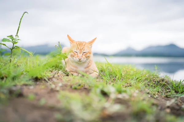 orange cat sleeps with its eyes closed on the green grass, Relax next to the lake with beautiful mountain views in the morning.