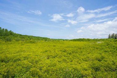 Mavi gökyüzü arka planlı yeşil ve sarı mangrov ormanları.