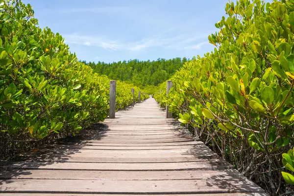 wooden path way in the mangroves jungle and blue sky background.