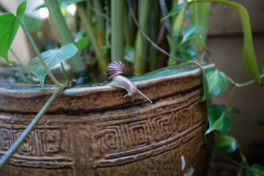 Yeşil bitkilerle dolu eski bir küvetin kenarındaki sümüklüböcekler..