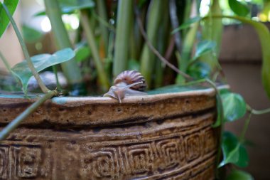 Yeşil bitkilerle dolu eski bir küvetin kenarındaki sümüklüböcekler..