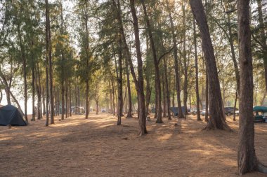 Sabahları çam ağacının altında kumların üzerinde kamp yapmak, açık hava yaşam tarzı konsepti..