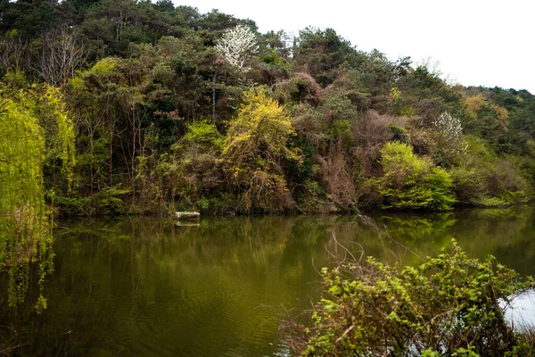Majestic Forest Lake Com Árvores Verdes Exuberantes Céu Azul Vibrante — Fotografia de Stock