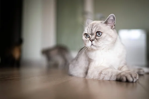 stock image Relaxed white cat lounging at home