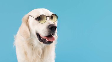 Golden Retriever köpeğinin portresi mavi arka plan duvarında izole bir şekilde duruyor, boş alanı olan bir panorama. Tatlı kürklü dilin dışarı fırlıyor ve başka tarafa bakıyor, afiş.