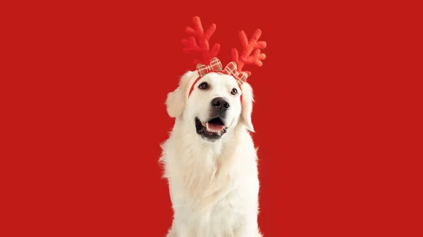 Een Kerstspandoek Voor Honden Grappige Golden Retriever Hond Met Een — Stockfoto