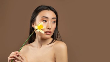 Çekici Koreli kadın nergis çiçeği tutuyor ve kahverengi stüdyo arka planındaki boş alana bakıyor, panorama. Genç Asyalı kadın güzel çiçekle poz veriyor.