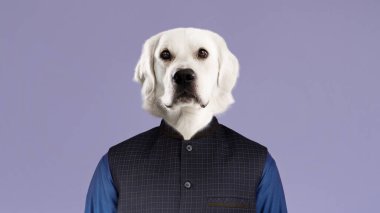 Stylish man with animal dog white labrador head wearing smart casual outfit blue shirt and black waistcoat posing on lilac studio background, copy space, collage.