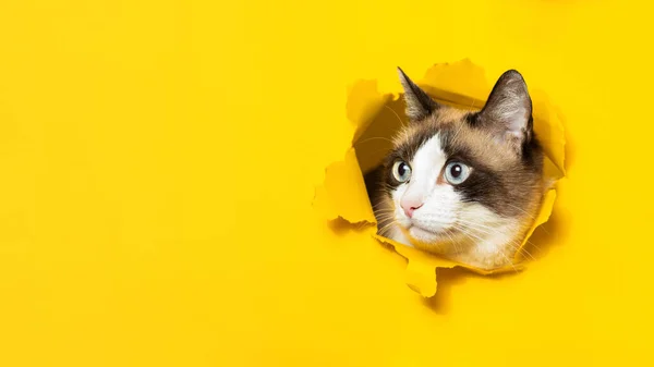 Sarı Kağıttan Arka Planda Delik Açan Sevimli Kedi Portresi Boş — Stok fotoğraf