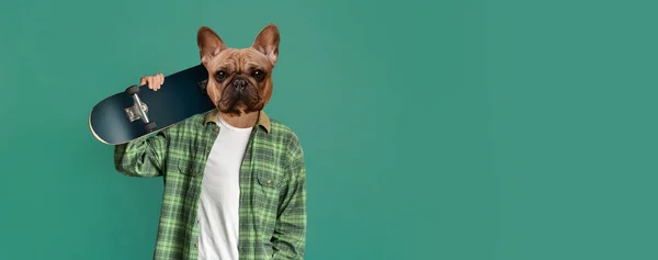 stock image Teenage outdoor activities, lifestyle concept. Young guy with french bulldog head holding skateboard on colorful studio background, panorama with copy space, collage