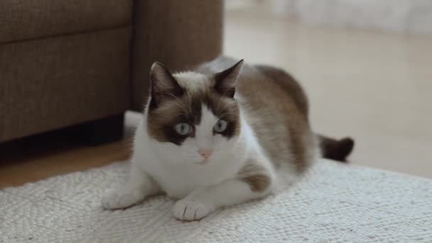 Zvířecí Instinkt Detailní Záběr Načechrané Domácí Kočky Ležící Podlaze Běží — Stock video