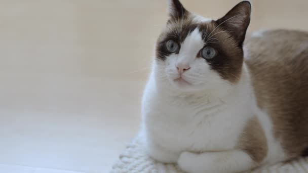 床のカーペットの上に横たわるかわいいふわふわの猫と空のスペースを脇に見て 目を細めて音を聞き 国内のインテリアで休息 — ストック動画