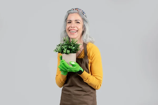 Önlüklü Lastik Eldivenli Mutlu Gri Saçlı Kadın Yeşil Bitkilerle Esrar — Stok fotoğraf