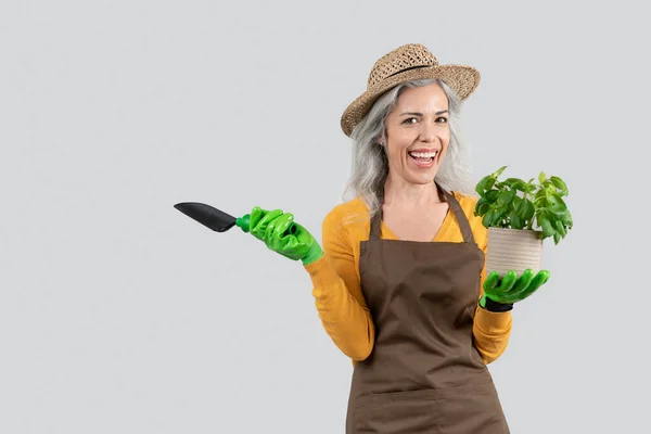 エプロン ゴム手袋の古いヨーロッパの白髪の女性は緑の植物とへらで鍋を保持し 灰色のスタジオの背景で仕事を楽しんでいます 成長する花 — ストック写真