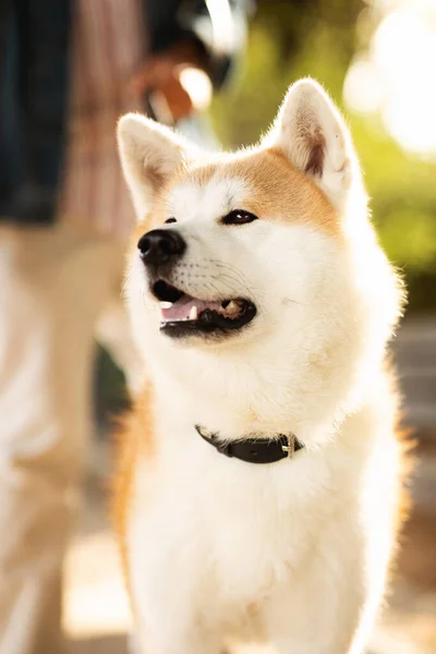 Cute Fluffy Happy Akita Dog Man Owner Casual Enjoys Walk — Stock Photo, Image