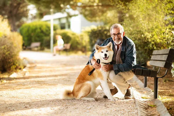 Smiling european old man in casual and glasses enjoy walk with dog and spare time, hugs in park, outdoor. Pet love, friend, animal care and fun together in city, sun flare