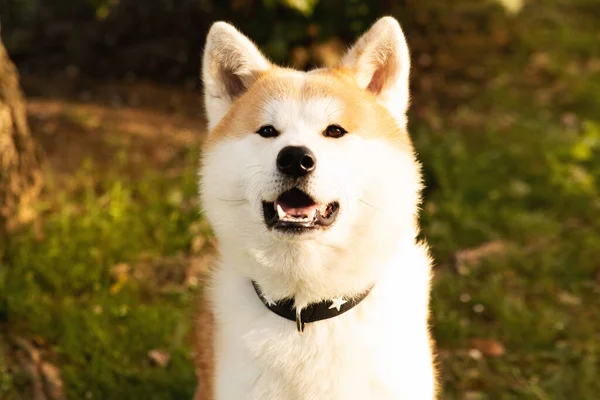 Akita Schattige Hond Geniet Wandelen Het Park Groen Gras Alleen — Stockfoto