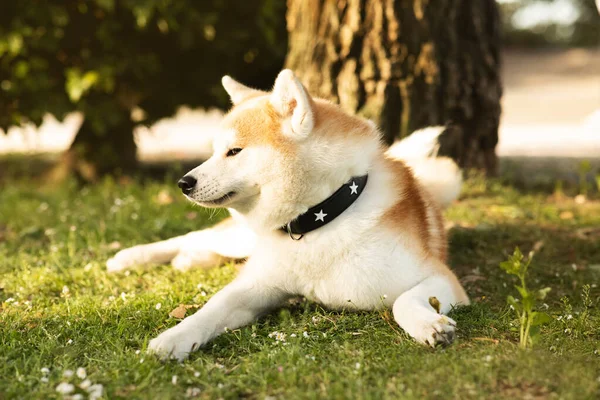 Gelukkige Schattige Pluizige Hond Akita Liggend Gras Genieten Van Vrije — Stockfoto