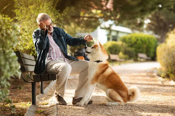 Smiling Caucasian Senior Man Beard Glasses Gives Snack Dog Play — Stock Photo, Image