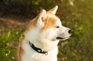 Yeşil çimenlerin üzerinde sevimli tüylü köpek akita yazın parkta boş zamanın tadını çıkar, kapan, açık hava. Hayvanlarla hafta sonu yürüyüşü, hayvanlara sevgi ve eğlence, en iyi arkadaş eğitimi, reklam ve teklif.