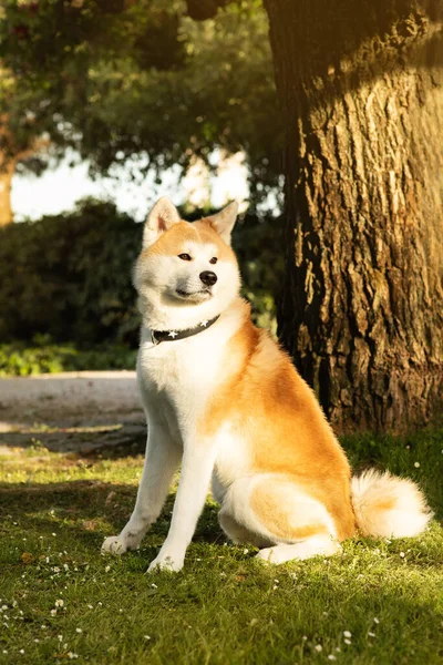 Красивая Симпатичная Пушистая Собака Акита Сидит Зеленой Траве Наслаждается Свободным — стоковое фото