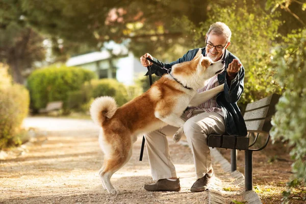 stock image Cheerful caucasian senior man with beard in glasses gives food to dog, snack for pet, training in park, sit on bench outdoor. Active lifestyle, walk with animal, fun together in city