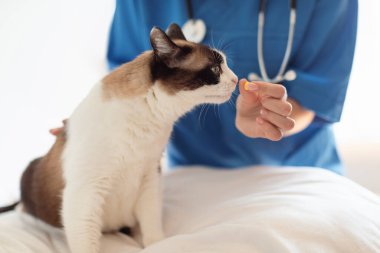 Hayvan İlacı Tedavisi. Veteriner Kliniği 'nde bir kediye etkili ilaç ya da vitamin takviyesi yapan tanınamaz bir veteriner doktor. Hayvan Sağlığı Hizmetleri 'ne yönelik ilaç. Kırpılmış Vuruş